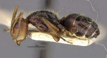 Media type: image;   Entomology 21595 Aspect: habitus lateral view